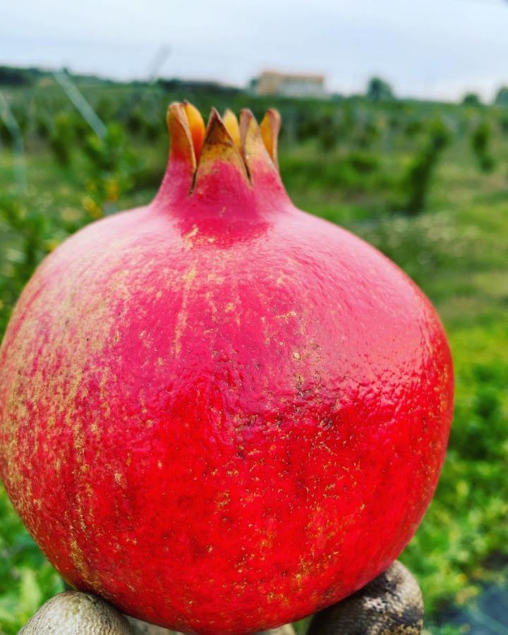 Arcadia Agriturismo San Nicola Manfredi Kültér fotó